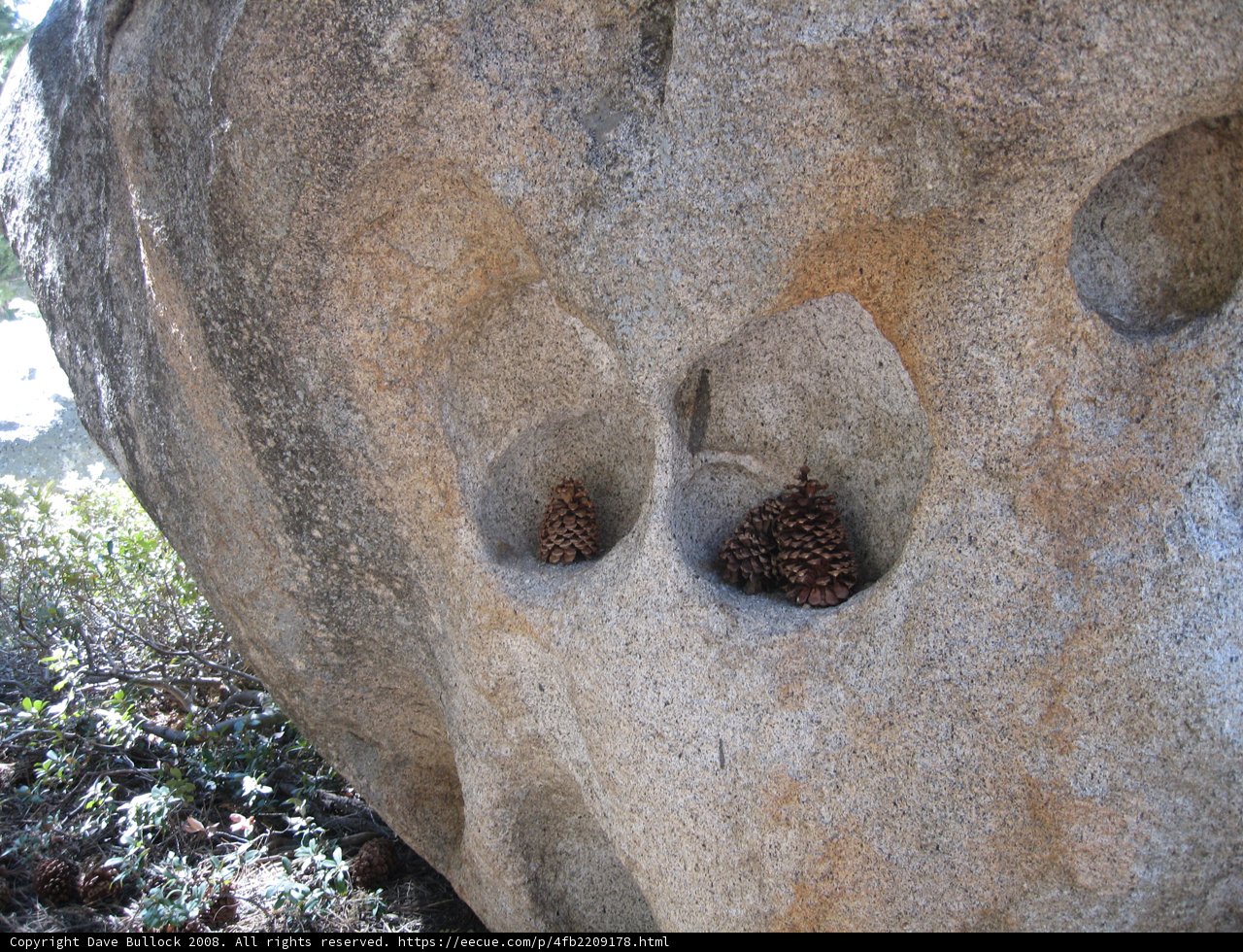 Pine Cones perched on a Rocky Outcrop