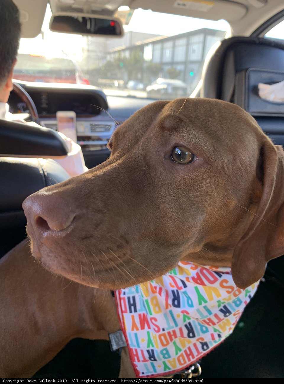 Cruising in Style with Our Furry Friends