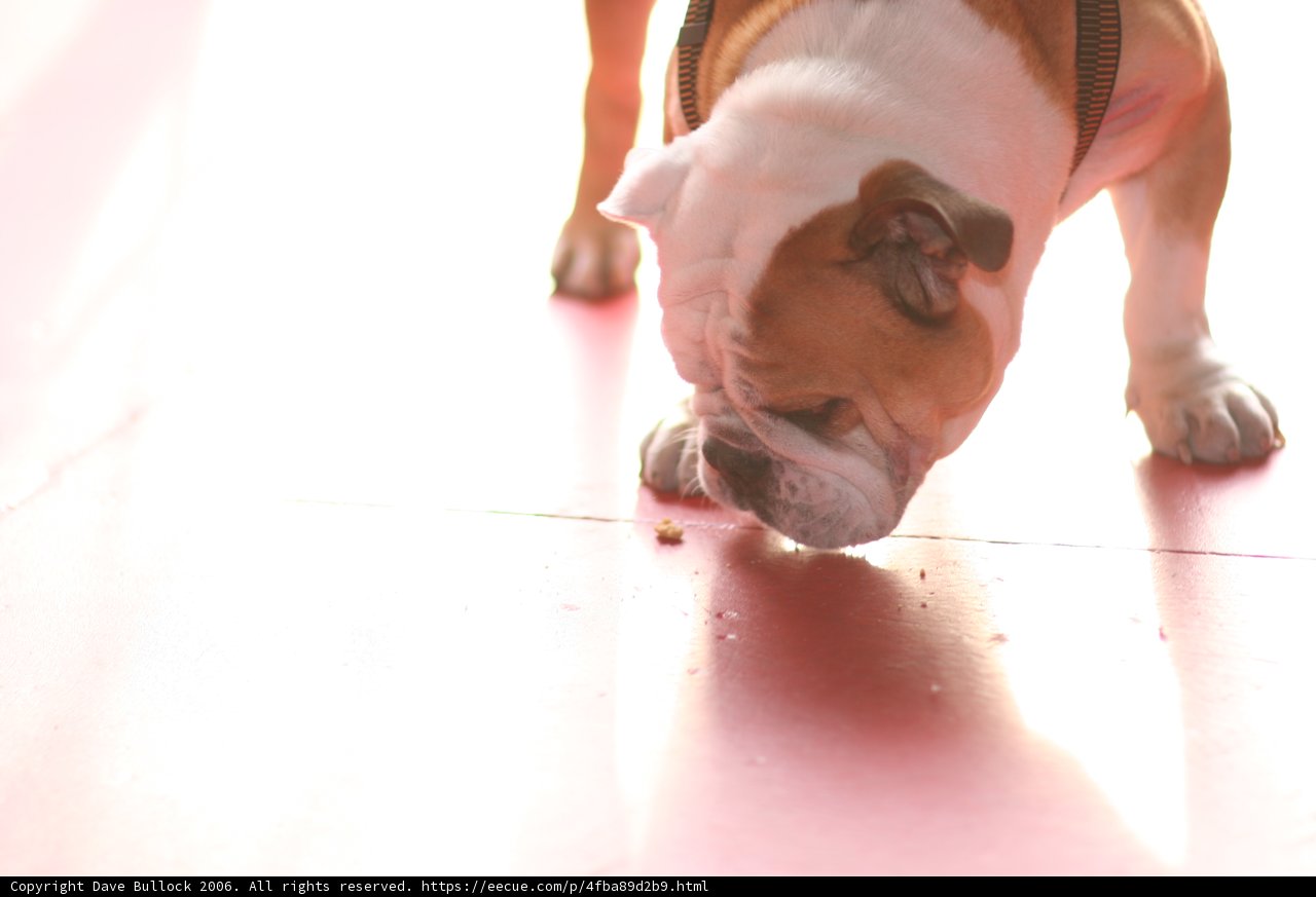 Inquisitive Bulldog Sniffs Out Clues