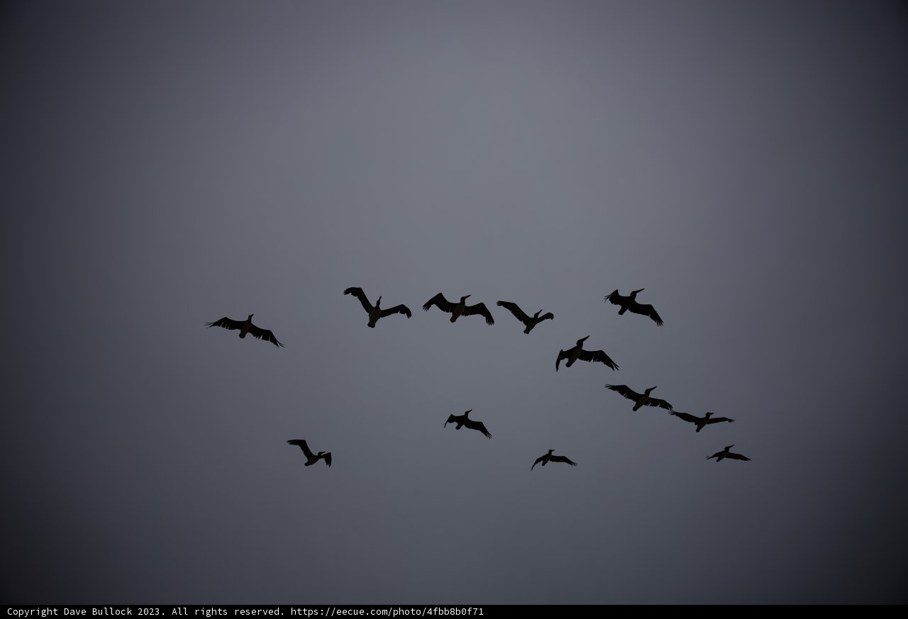 Soaring Together in Pescadero Skies