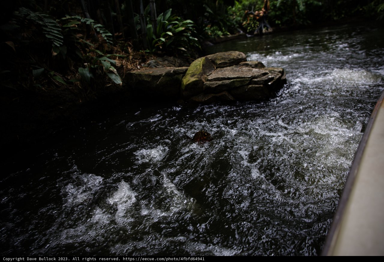 Adventure Through Nature's Wonderland