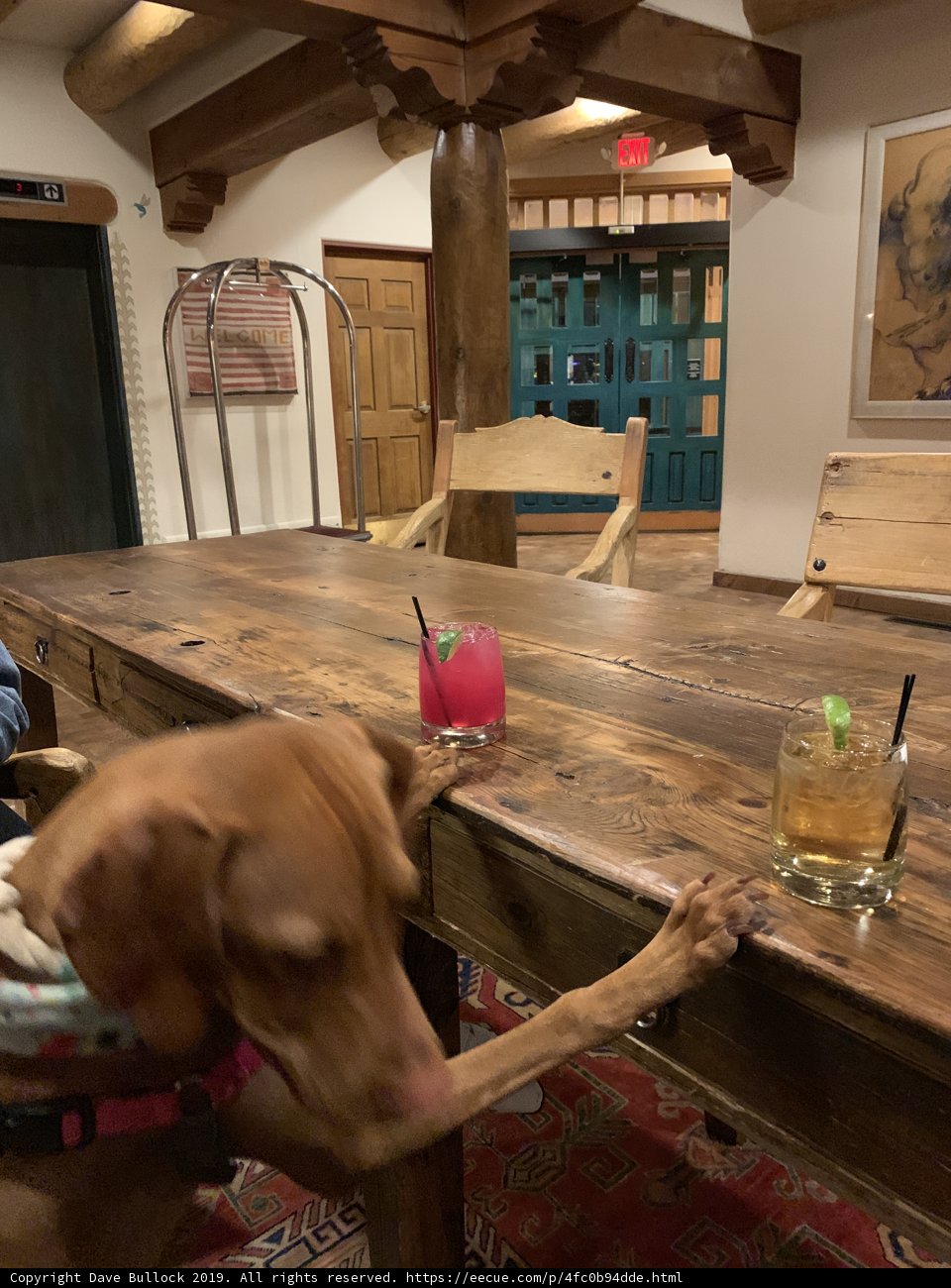 Canine Happy Hour