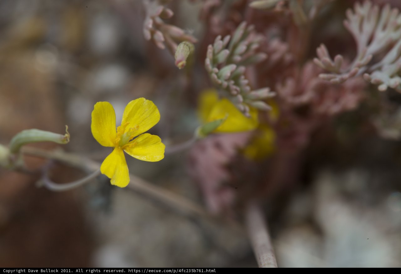 Geranium Blossom