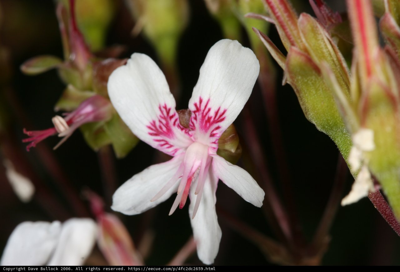 Geranium Flower Close-Up