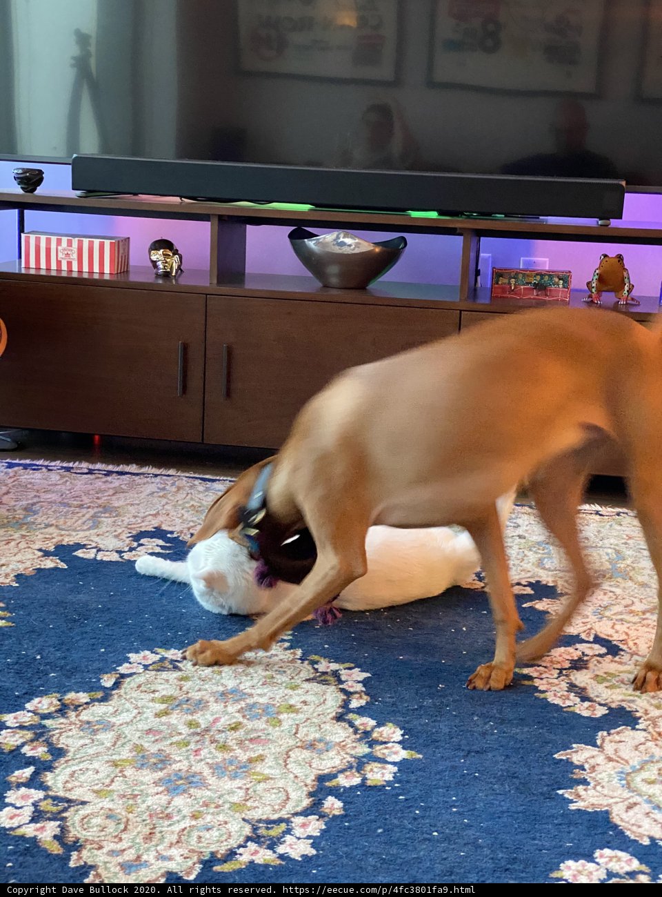 Playtime with Feline Friends