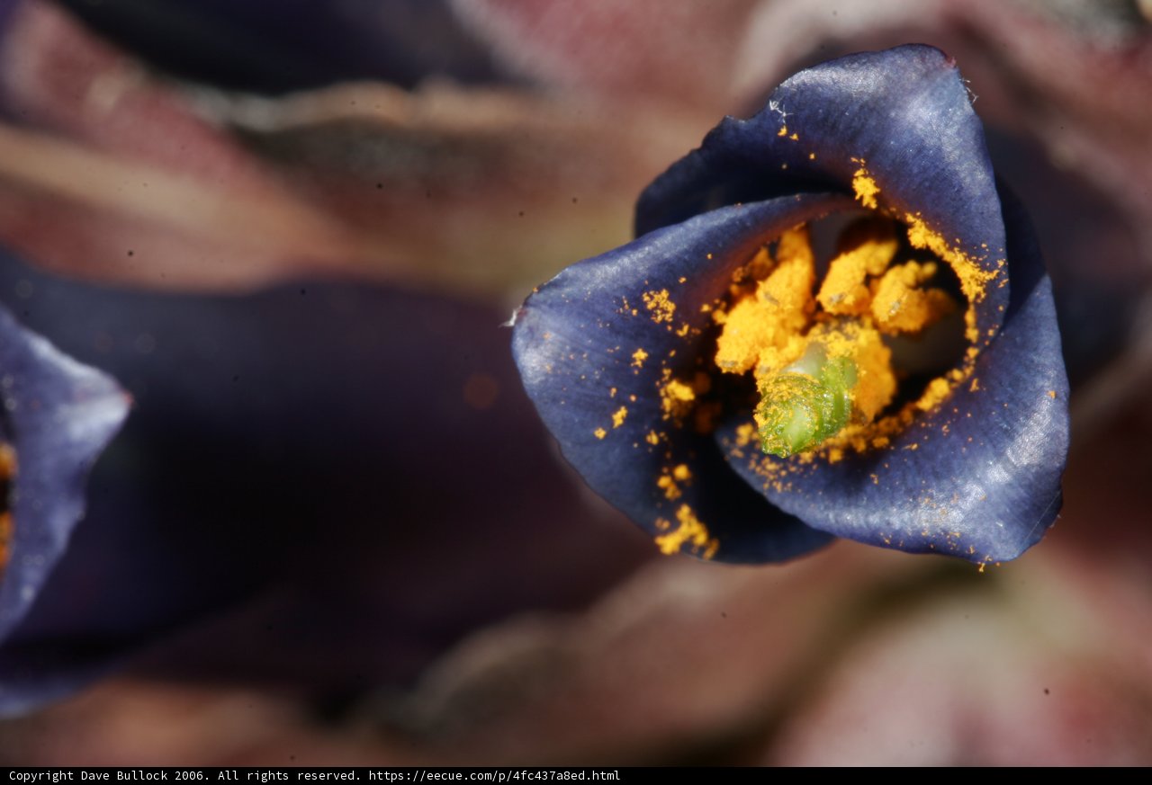 Purple Bloom with Yellow Pollen