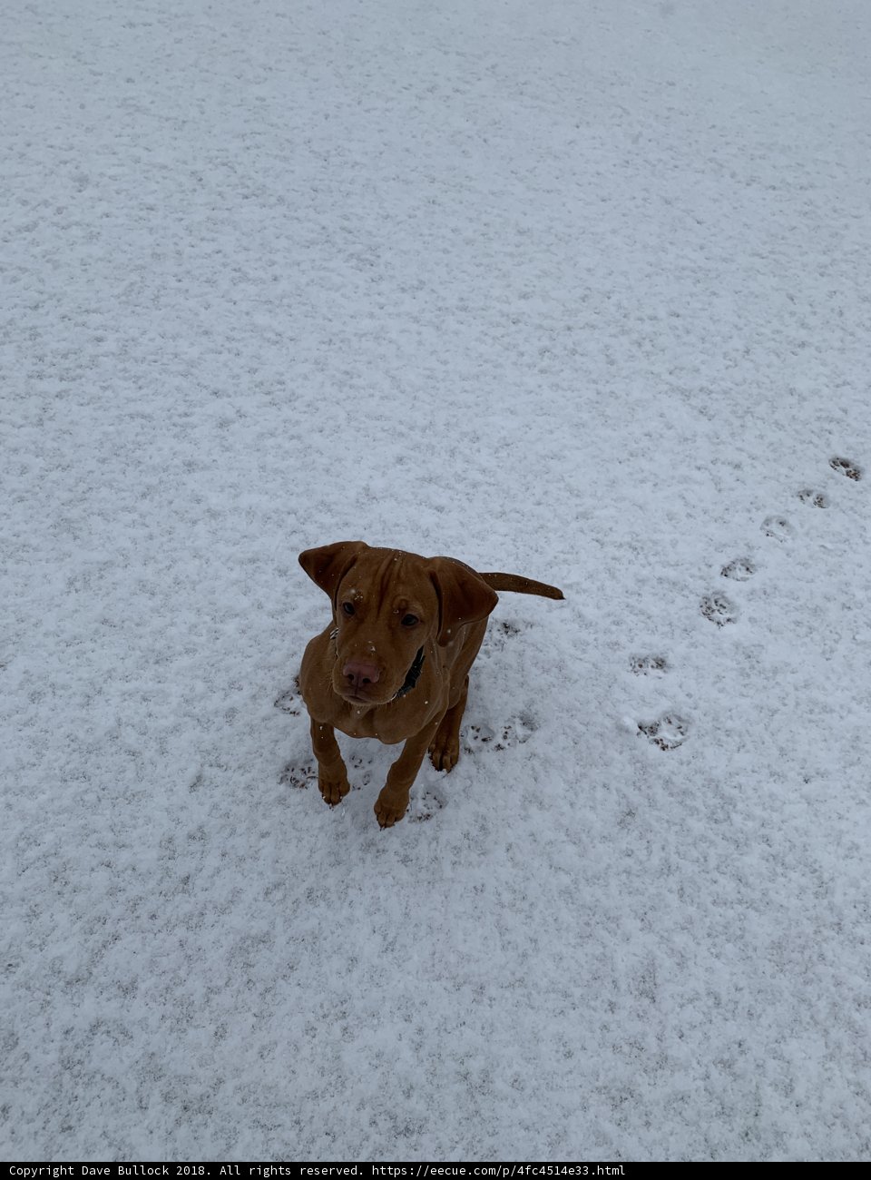 Winter Pup in the Snow