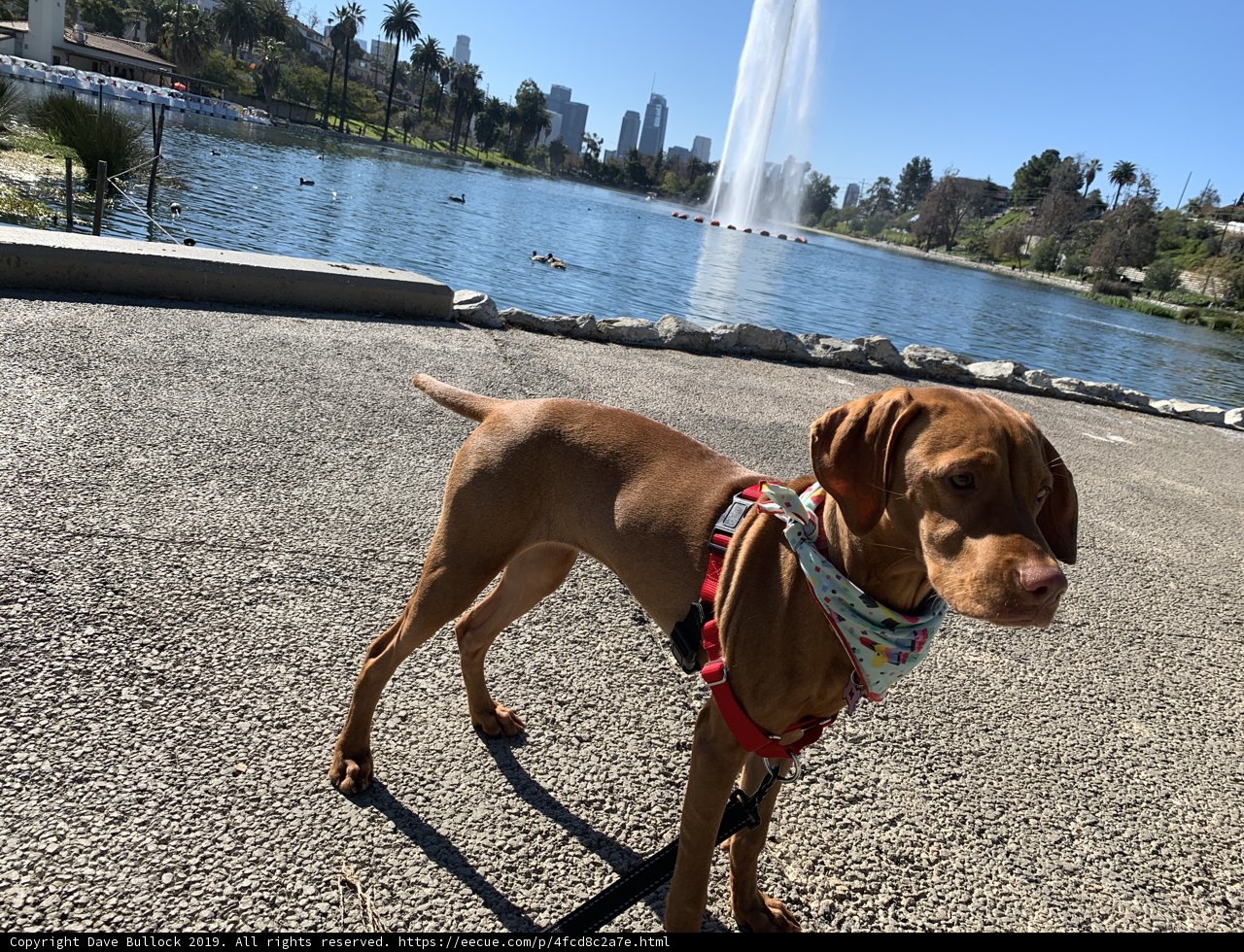 Fountain Fido