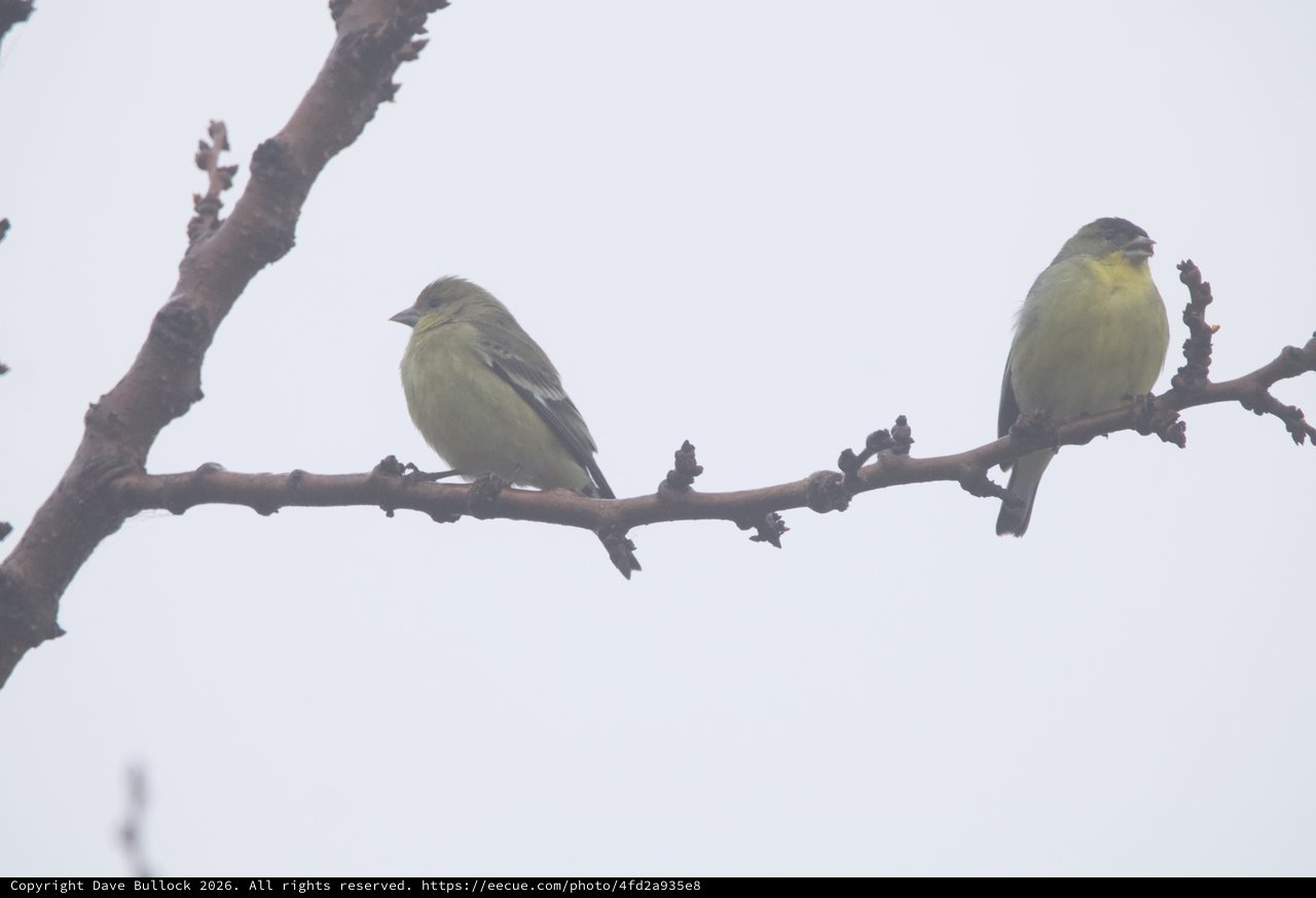Two Finches Perched on Winter Branch