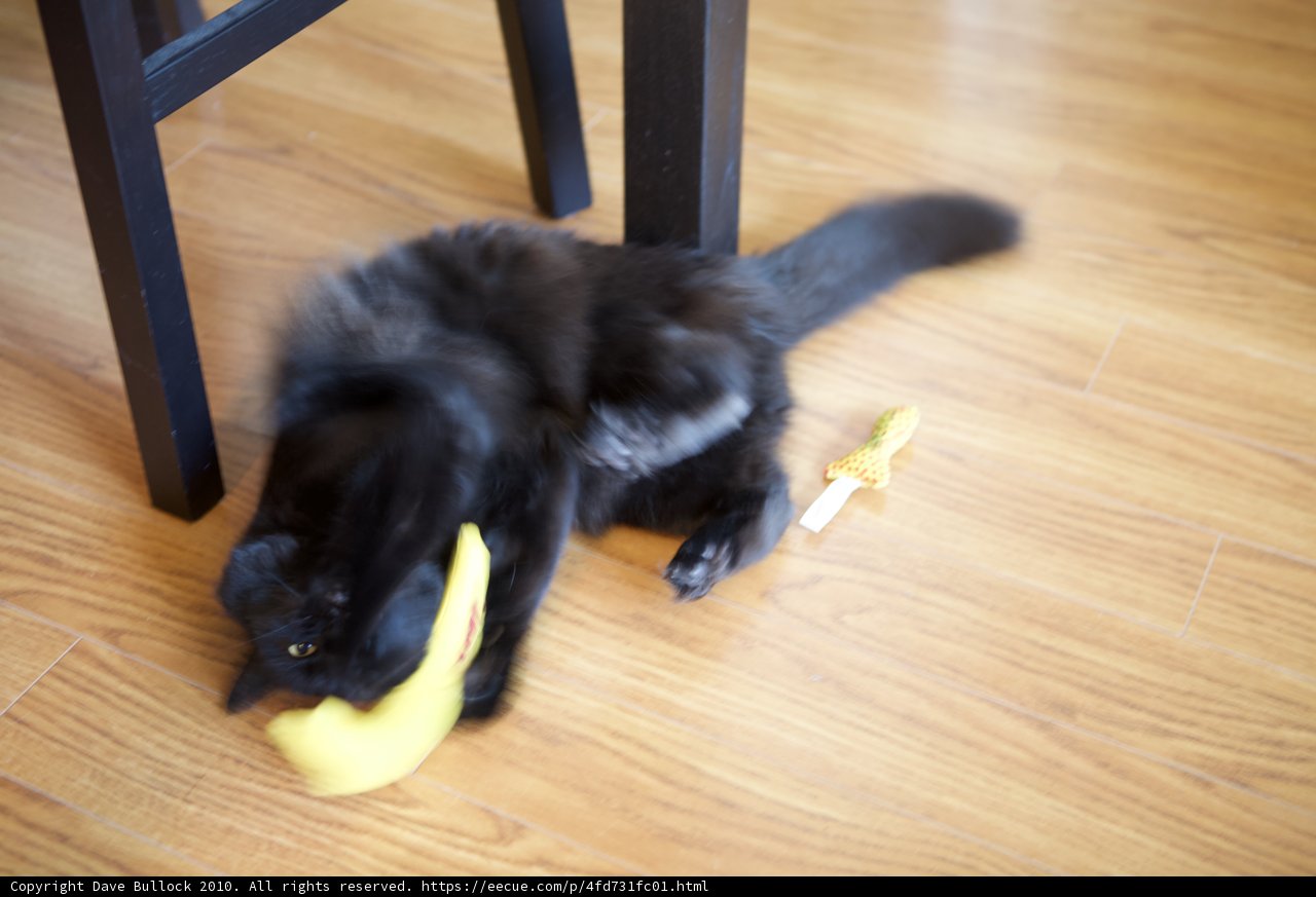 Feline Fun with Fruit