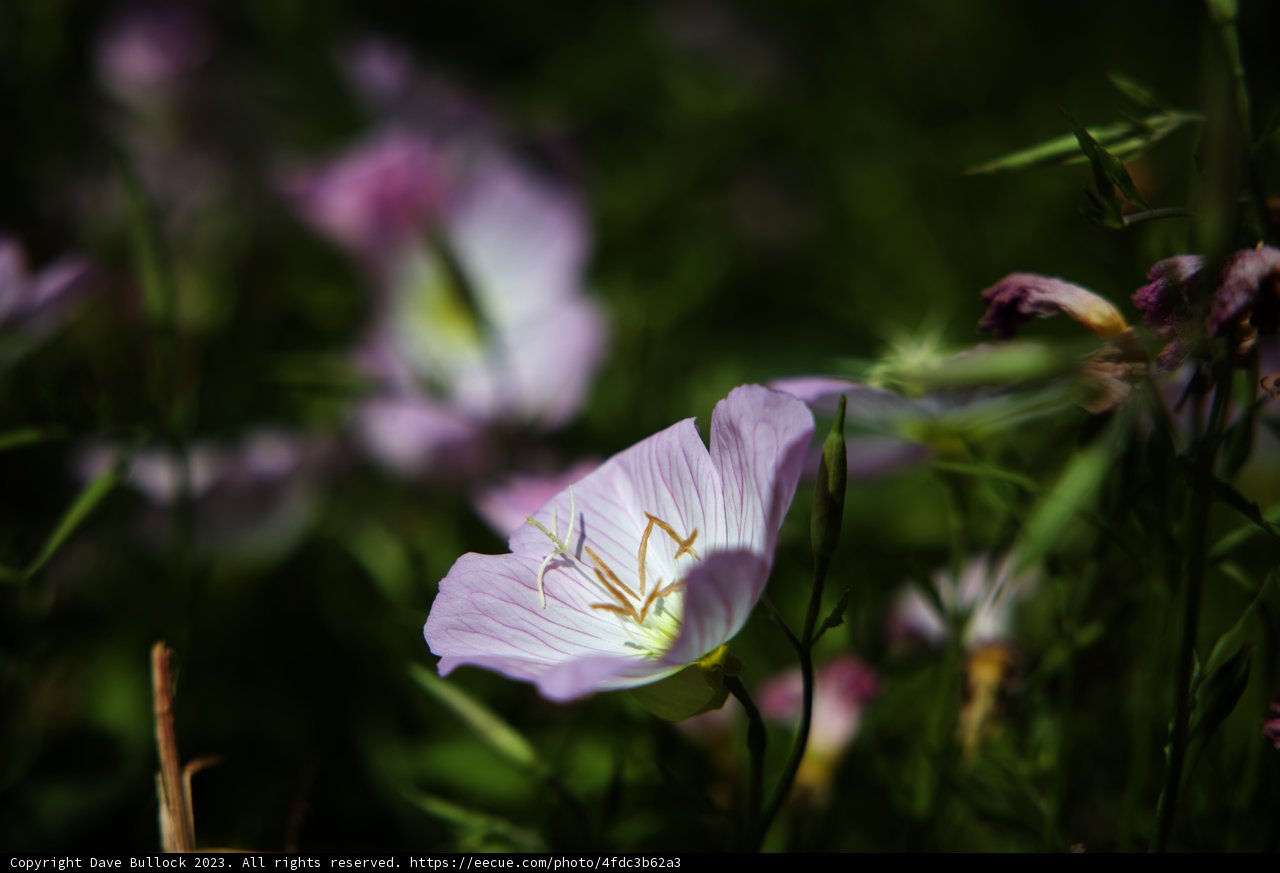 Radiant Bloom in the Field