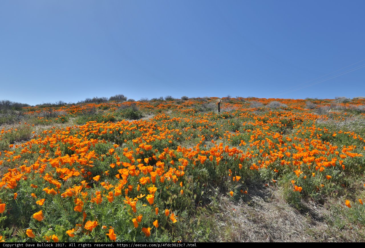 Blooming Wilderness