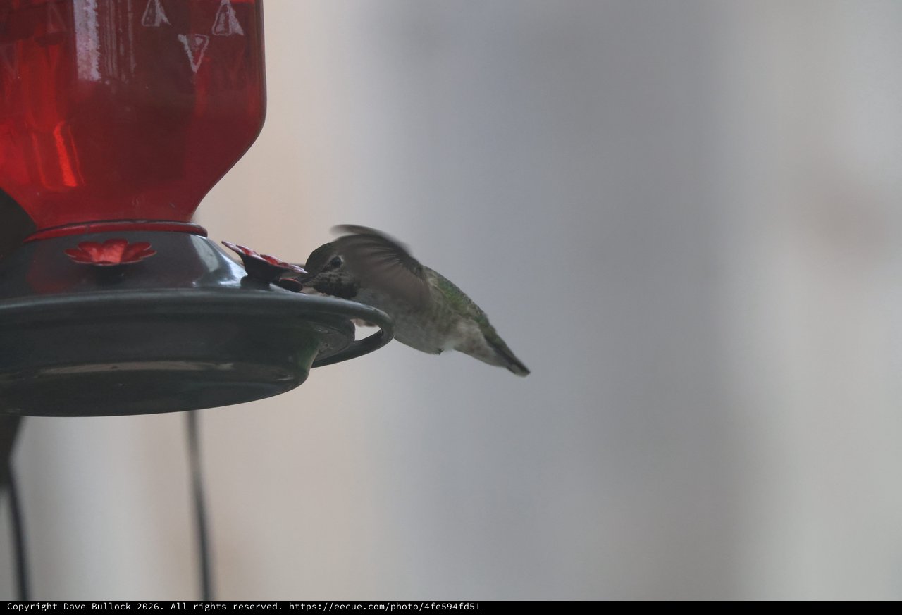 Anna's Hummingbird Feeding at Red Nectar Feeder