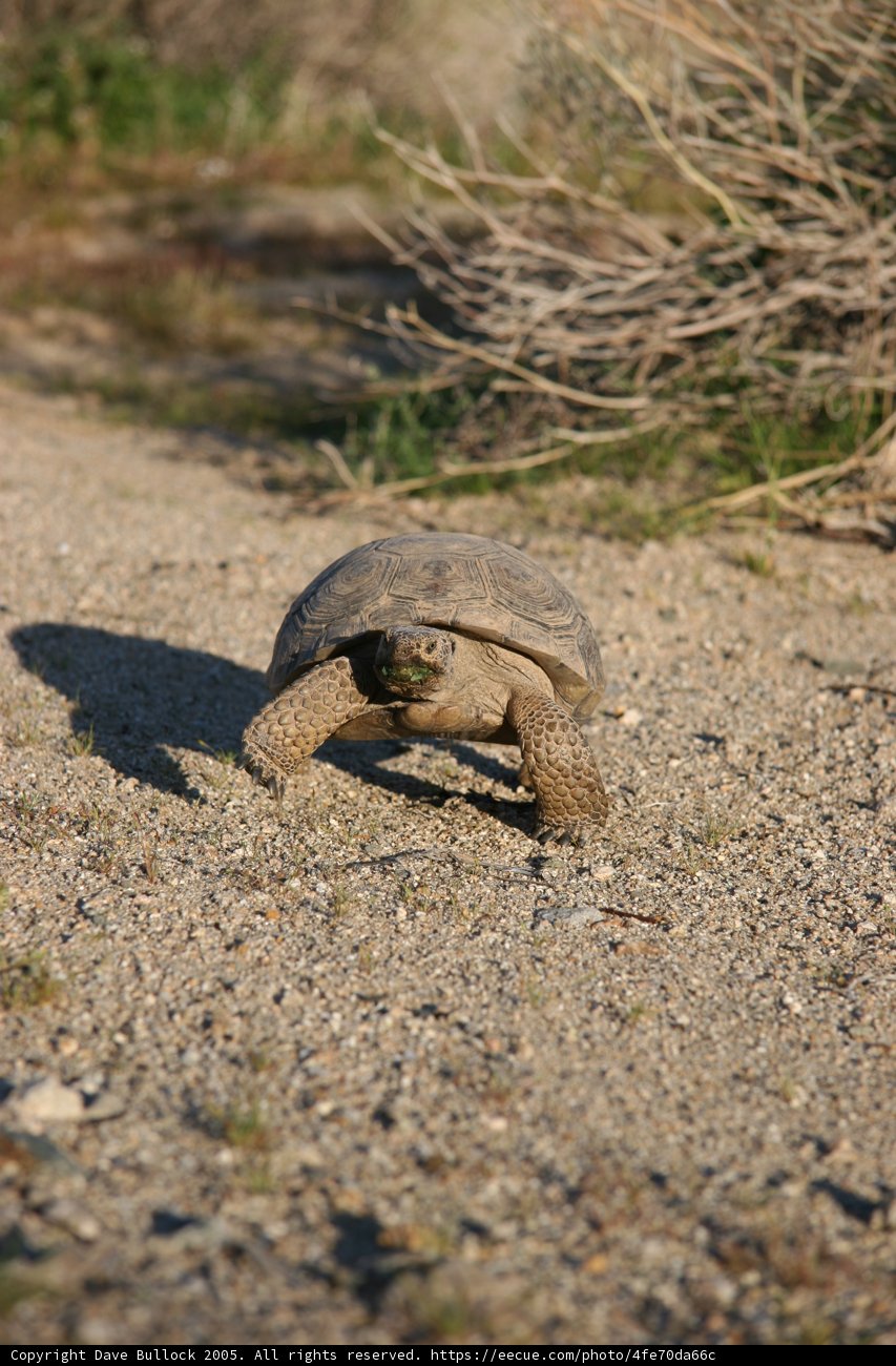 Slow and Steady Wins the Race