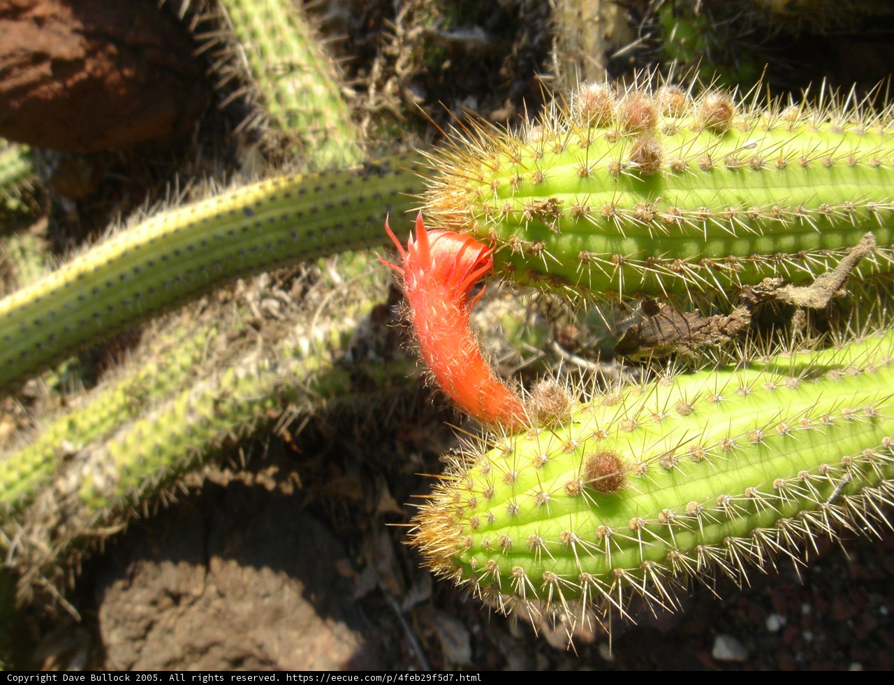 Prickly Beauty