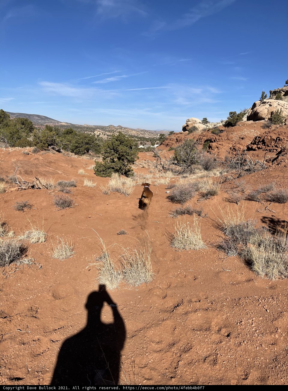 Capturing Canine Moments in the Wilderness