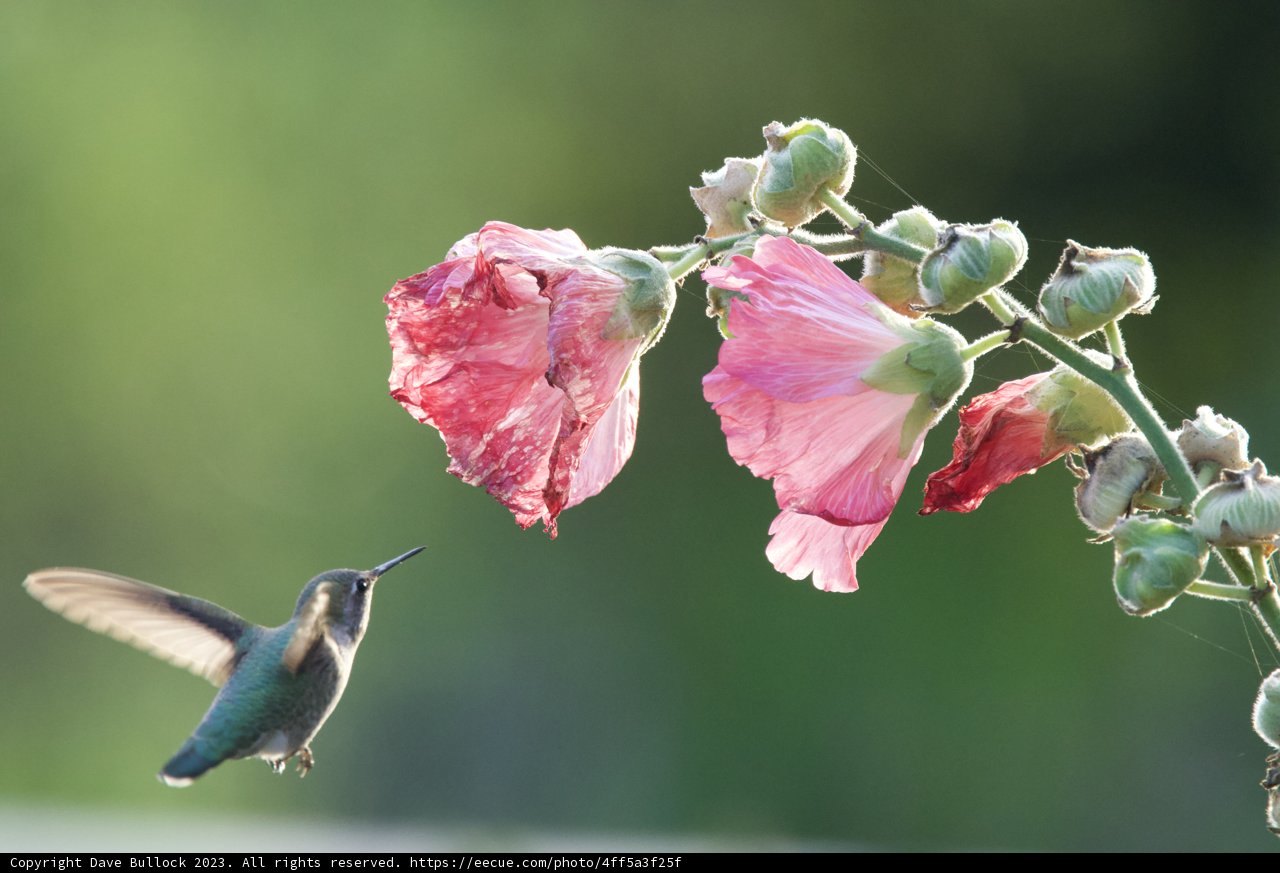 Hummingbird Harmony at Fort Mason