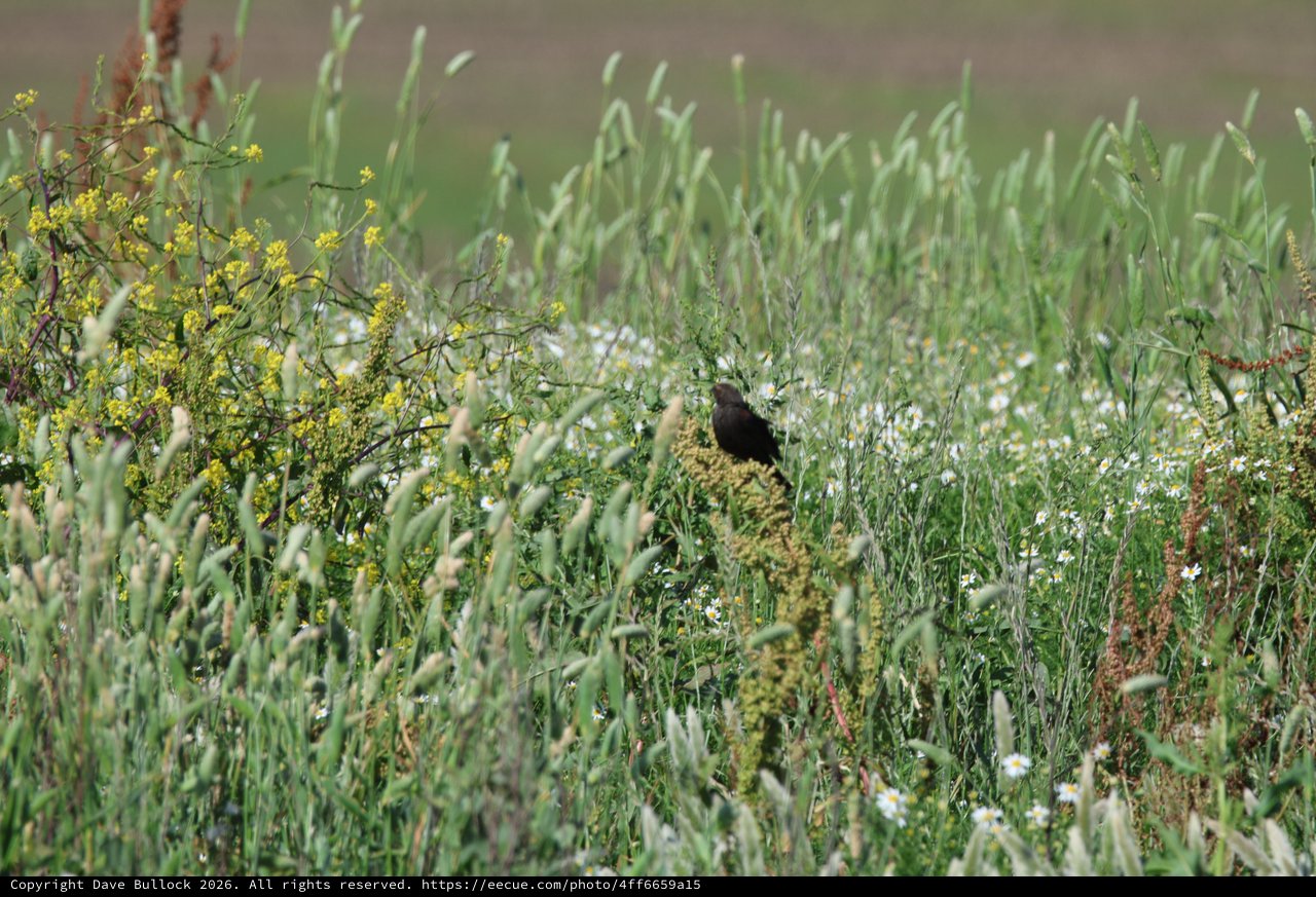 Blackbird Perched on Moss-Covered Rock in Spring Meadow