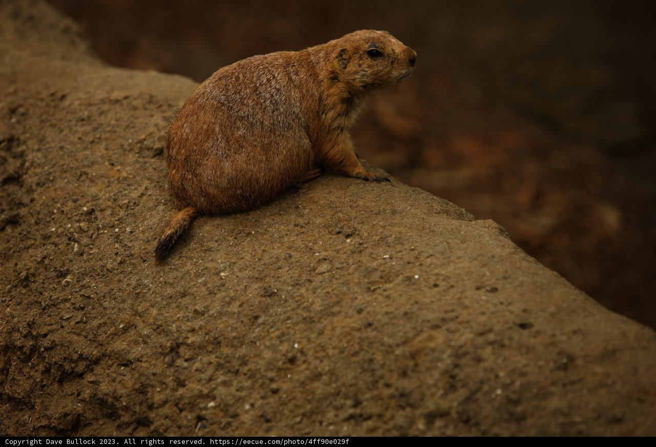 A Moment in the Life of a Rodent