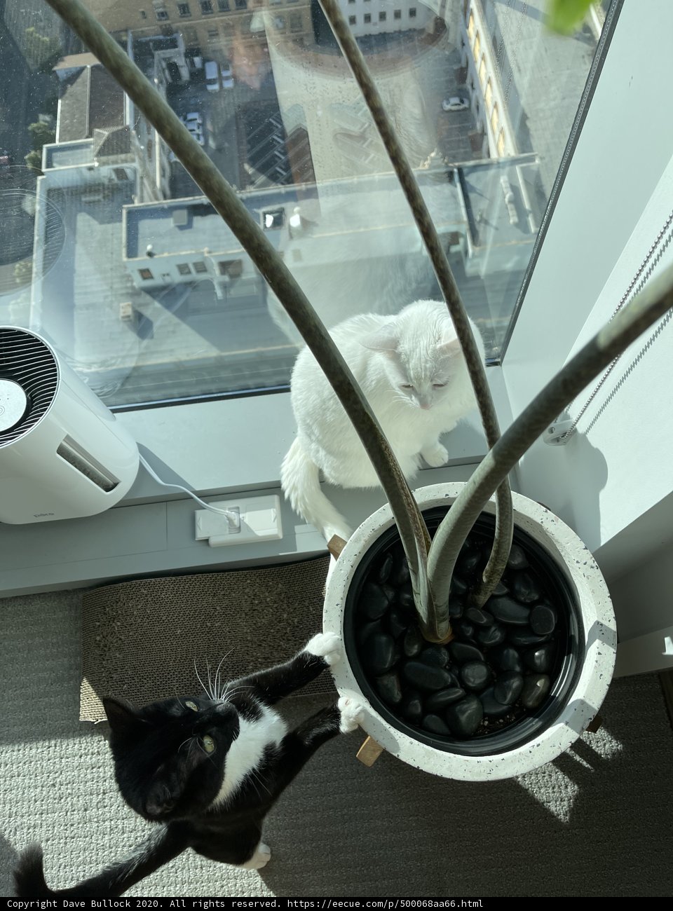 Purrfectly Perched