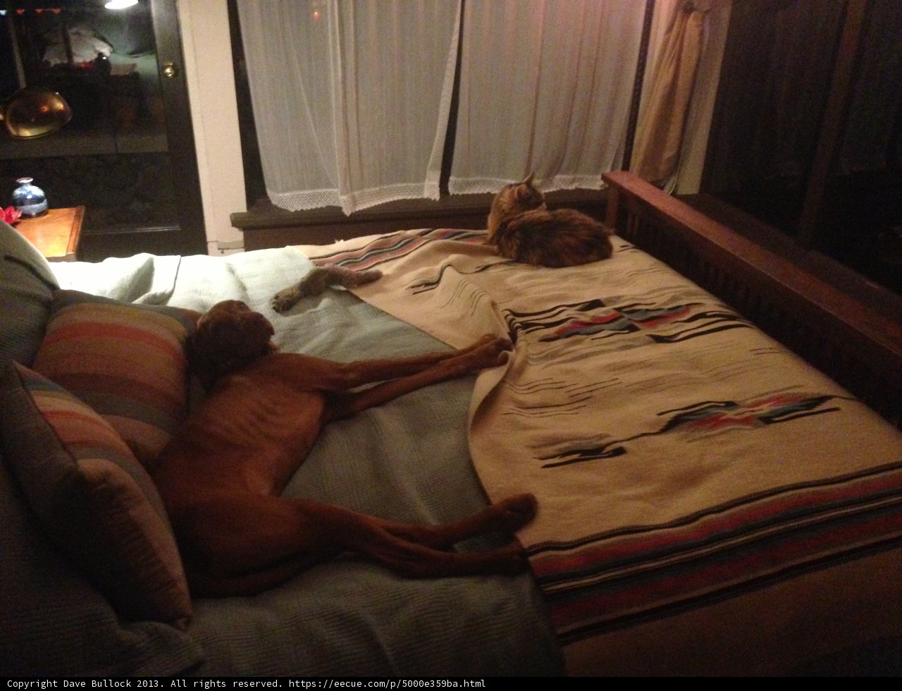 Furry Friends Snuggle Up