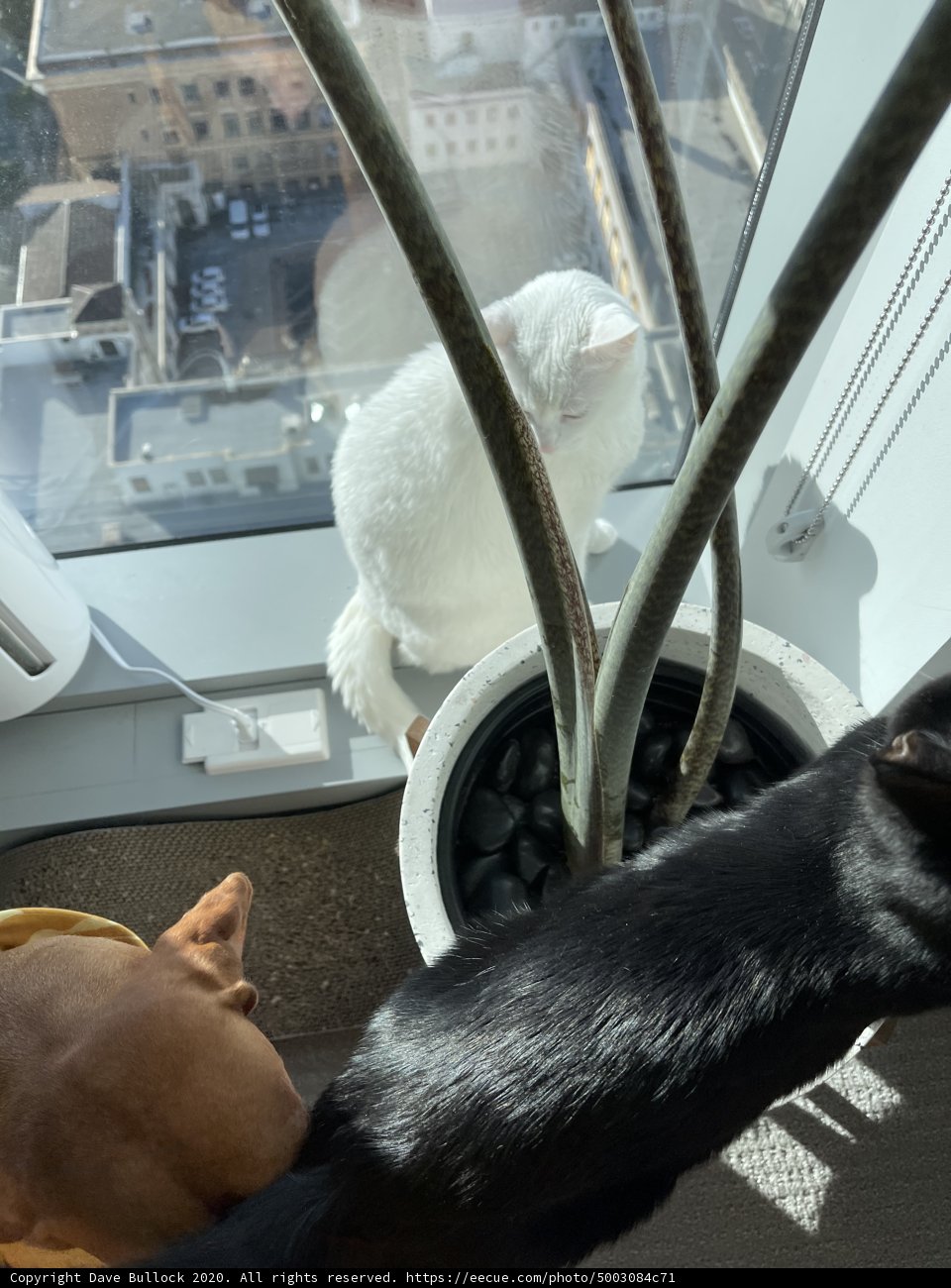 Feline and Canine Companions on a City Windowsill