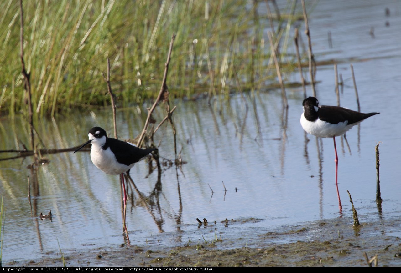 Black-necked Stilts Wading in Shallow Wetland Waters