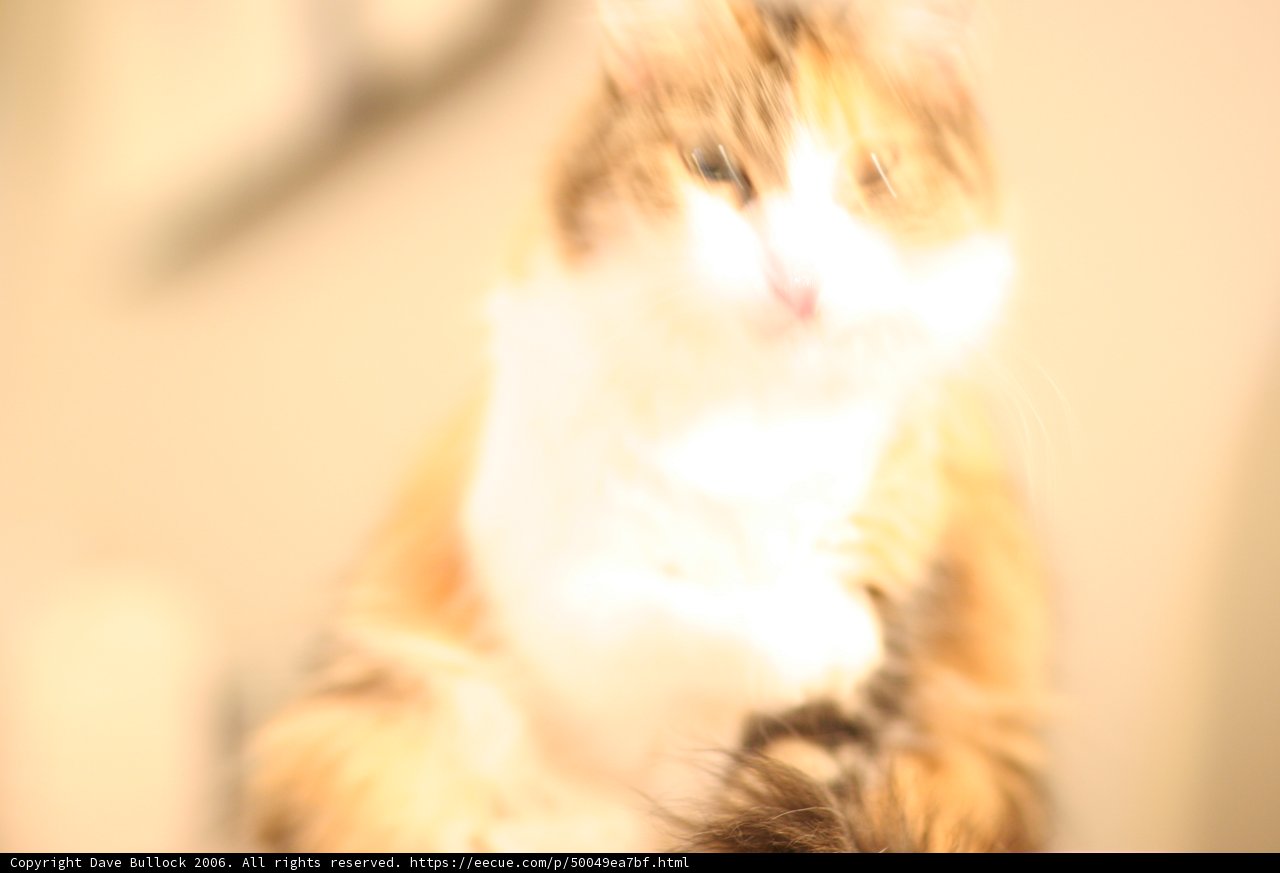 Fuzzy Feline Friend