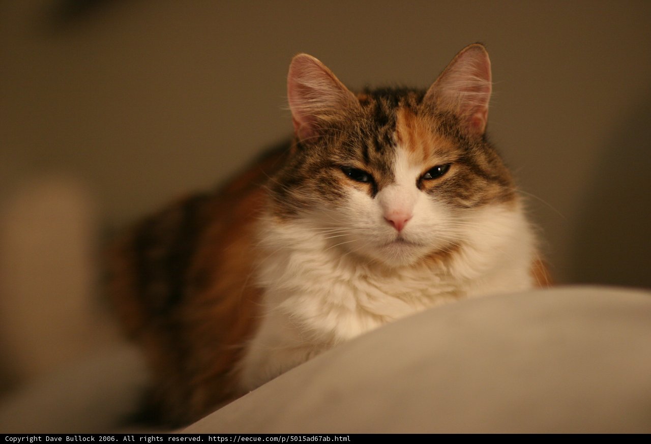 Cozy Companion
