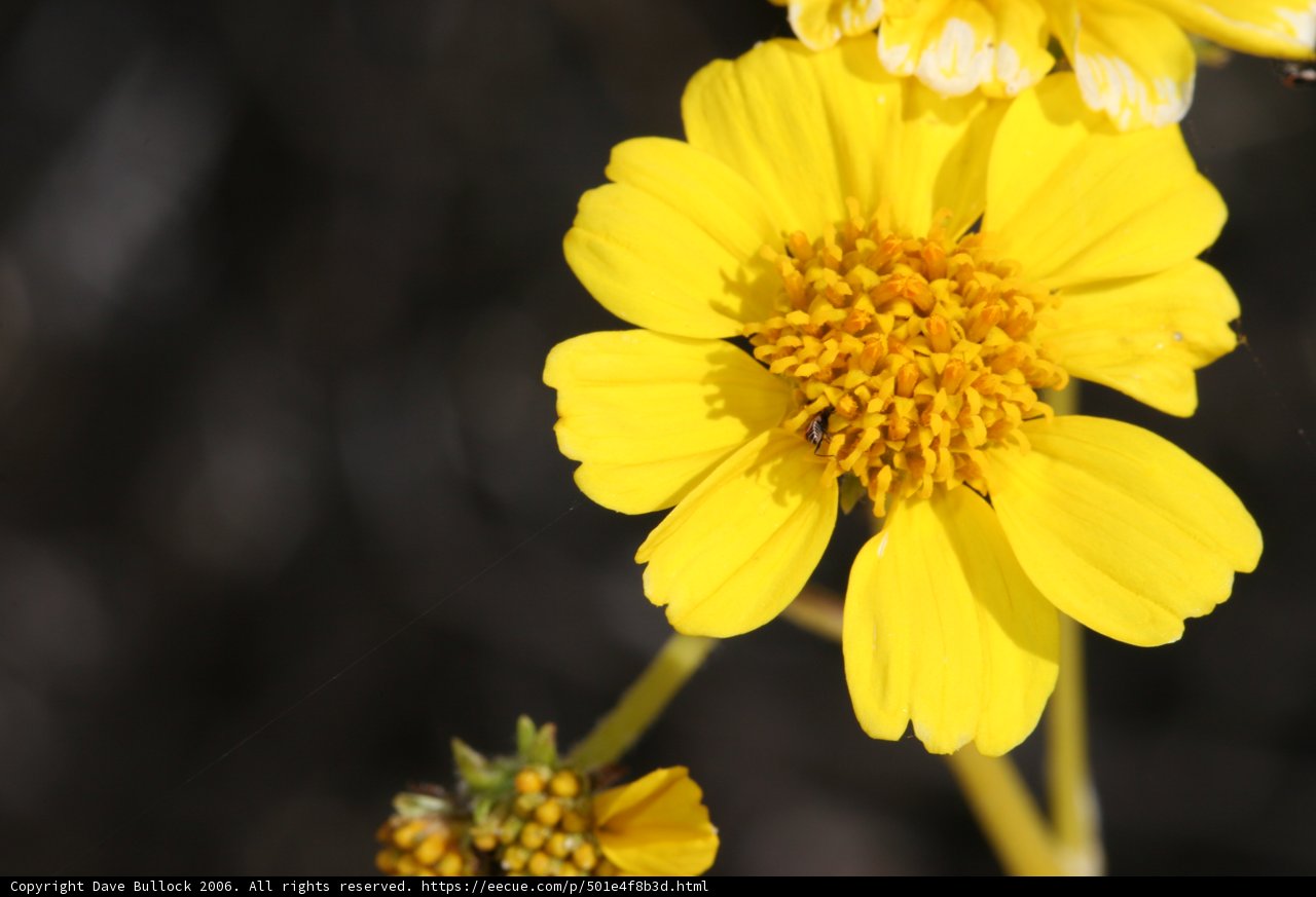 Beauty and the Bee
