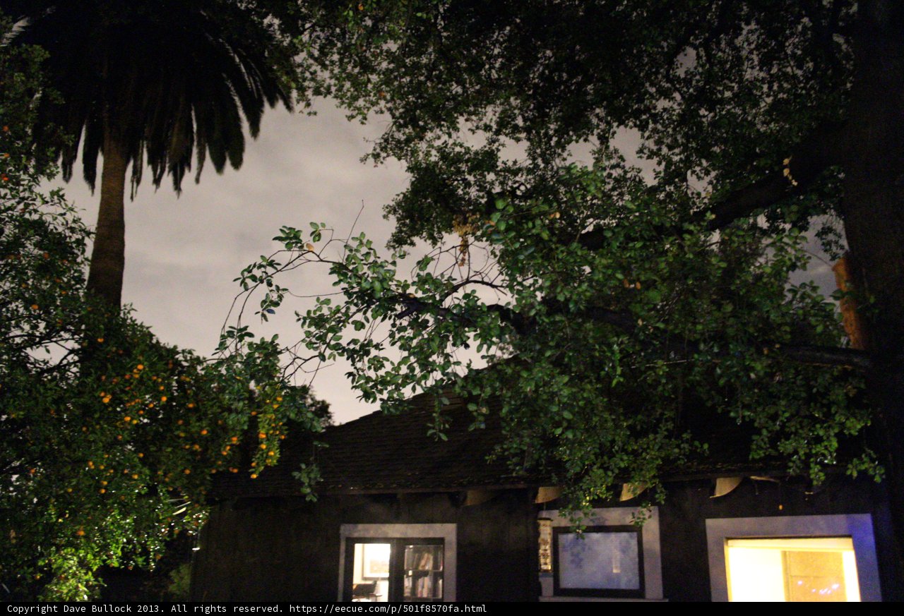 Nighttime Nature's Wonders