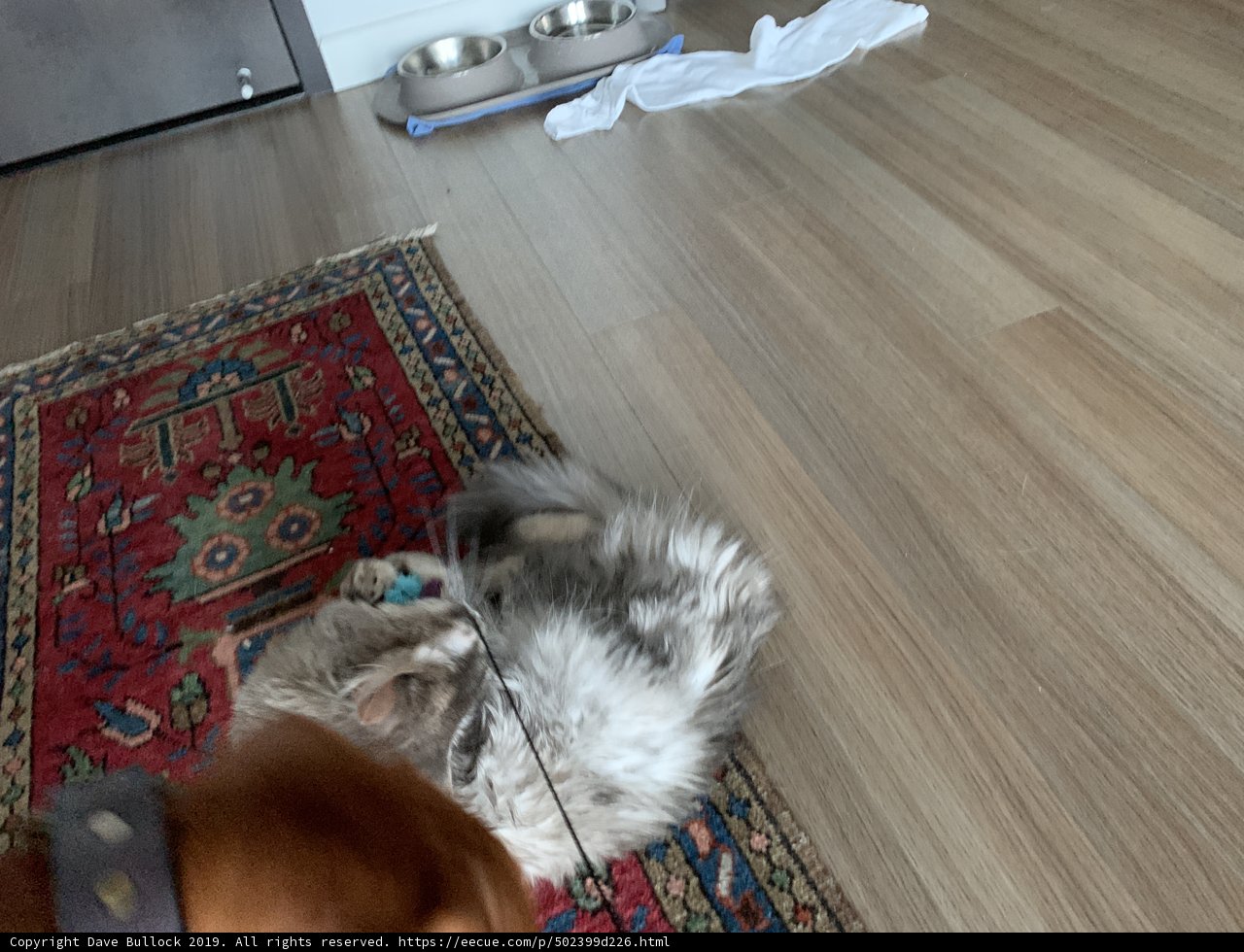 Furry Friends on Hardwood Floors