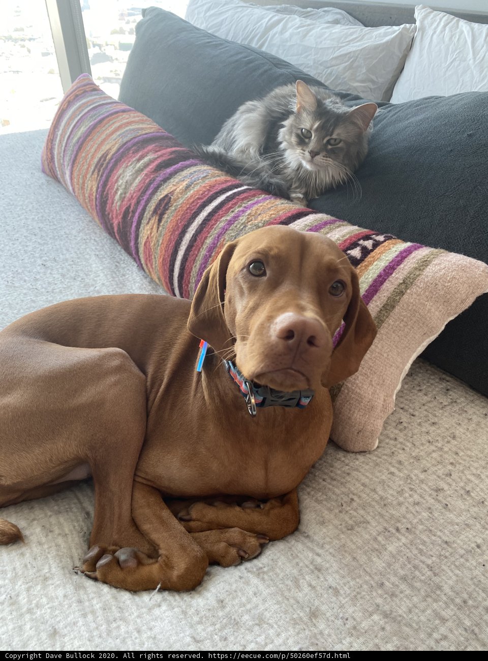 Furry Friends' Lazy Afternoon