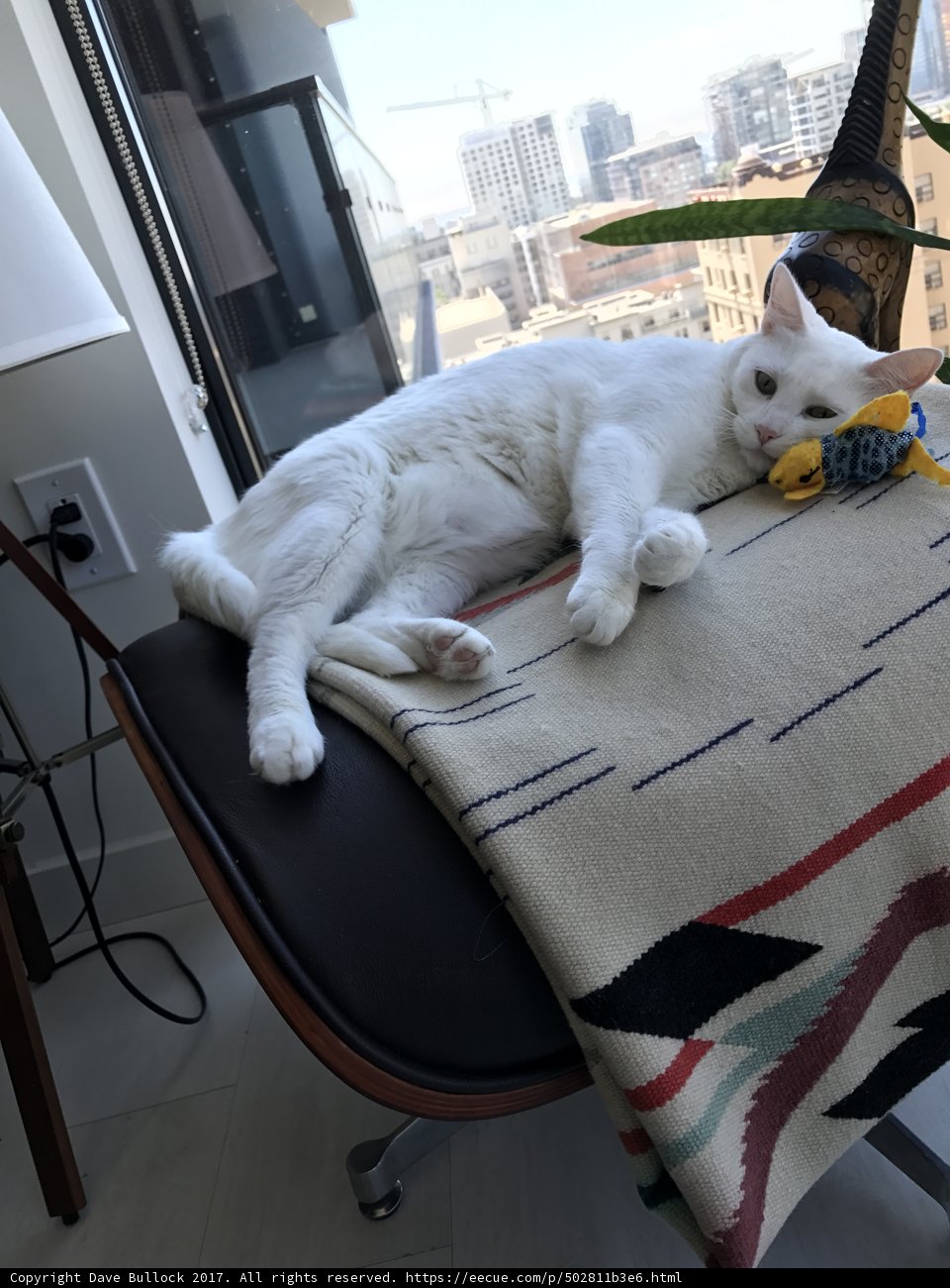 Cozy Cat Napping in Sunlight
