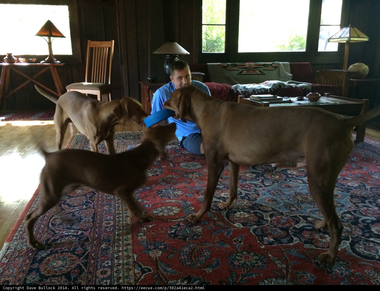 Relaxing with Furry Friends in Altadena Living Room