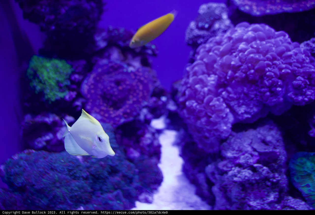 Subaquatic Symphony in Purple