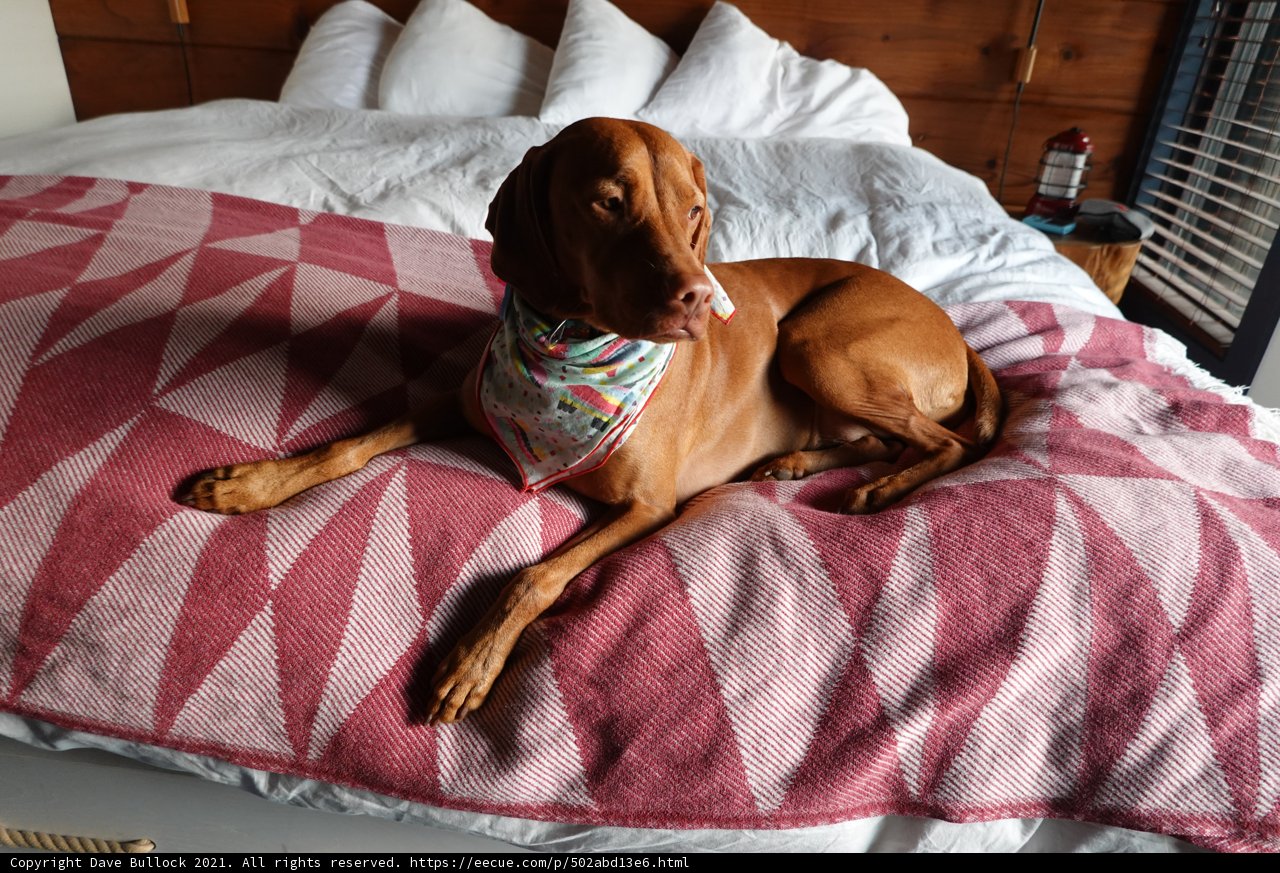 Comfortable Canine