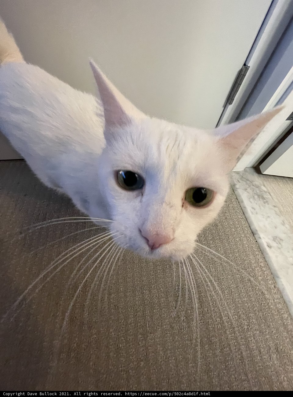 Green-Eyed White Cat Poses for the Camera