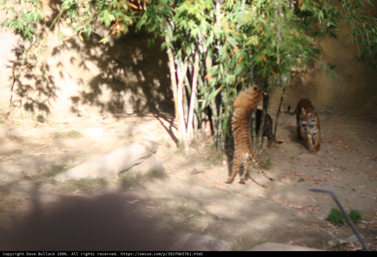 Majestic Tigers Strolling Through the Woods