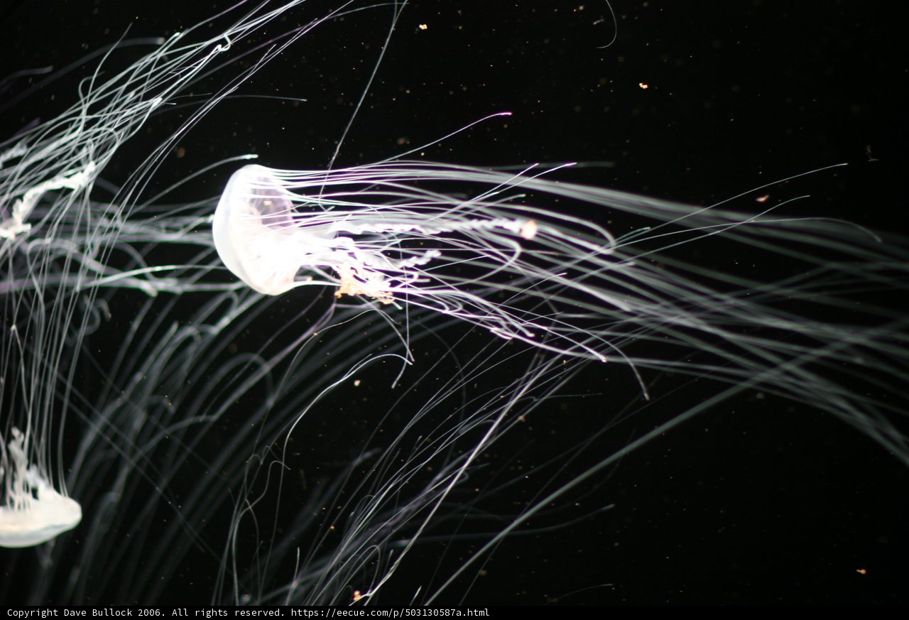 Enchanting Glow of Underwater Jellyfish
