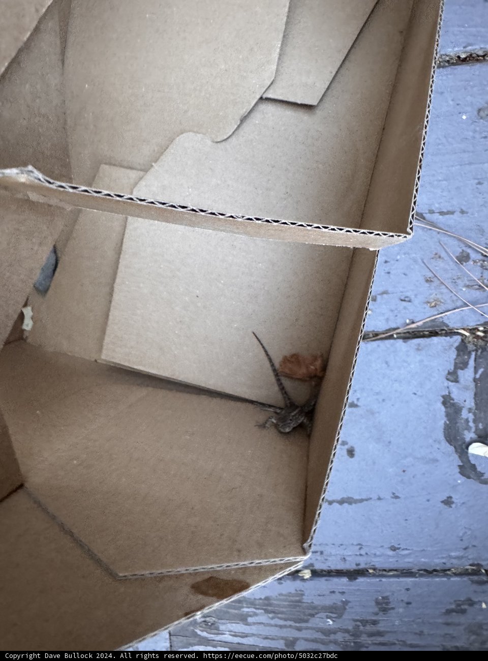 Unexpected Resident