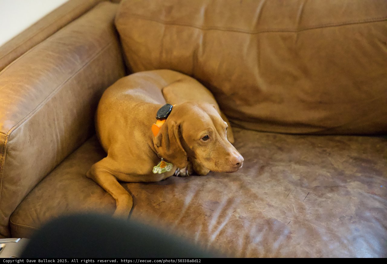 Cozy Canine Comfort