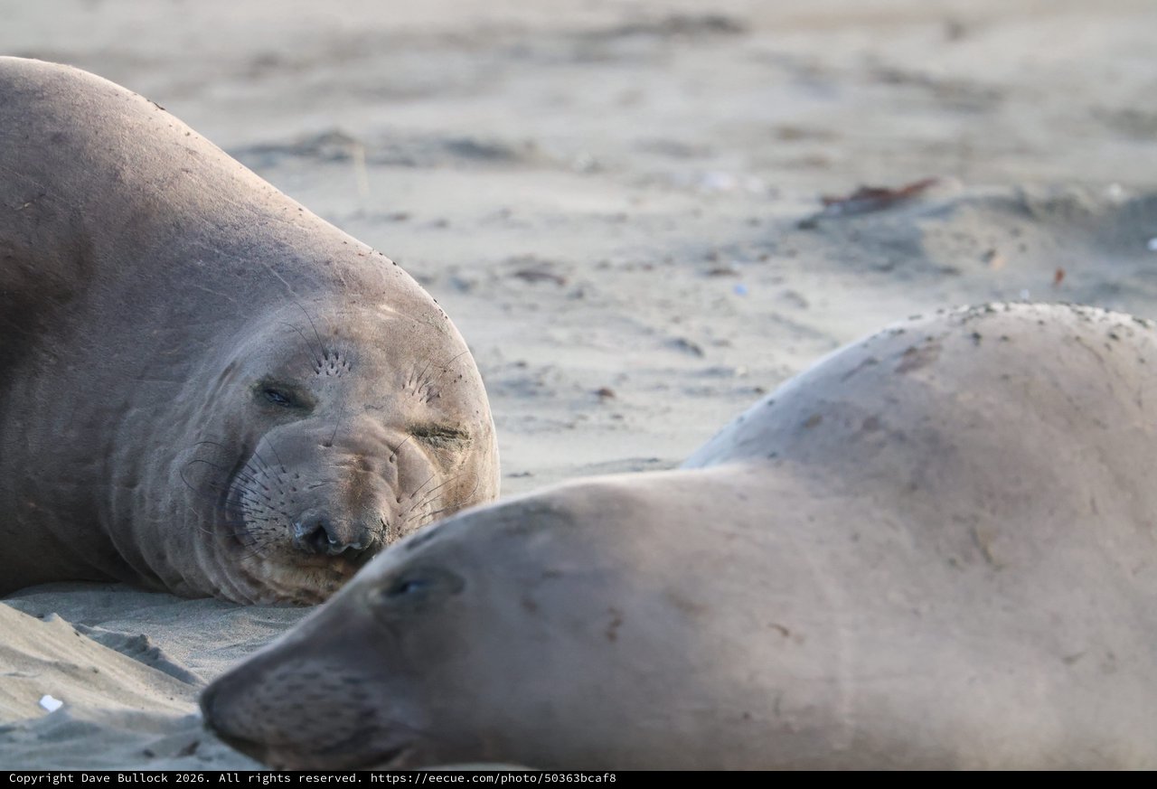 Elephant Seals Resting on Drakes Beach Sand