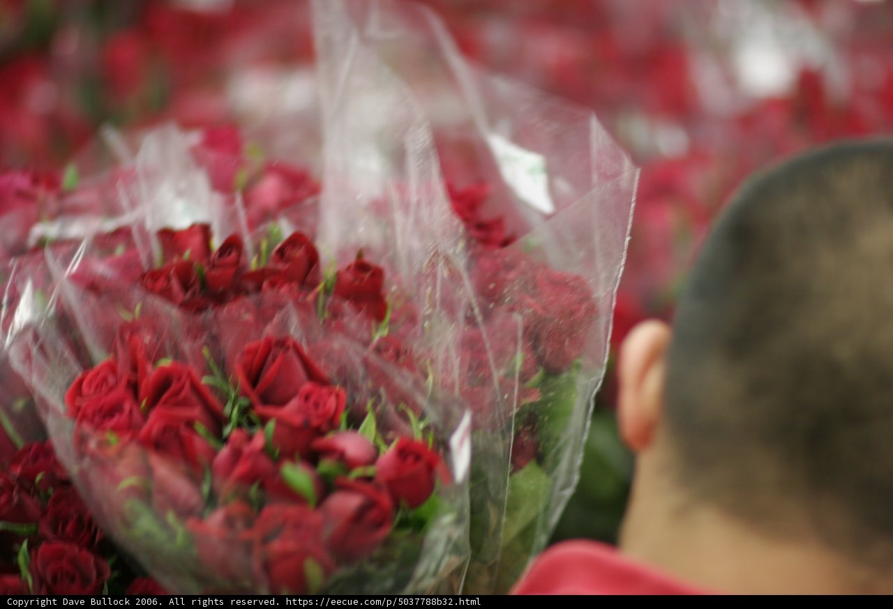 The Fascination of Two Roses
