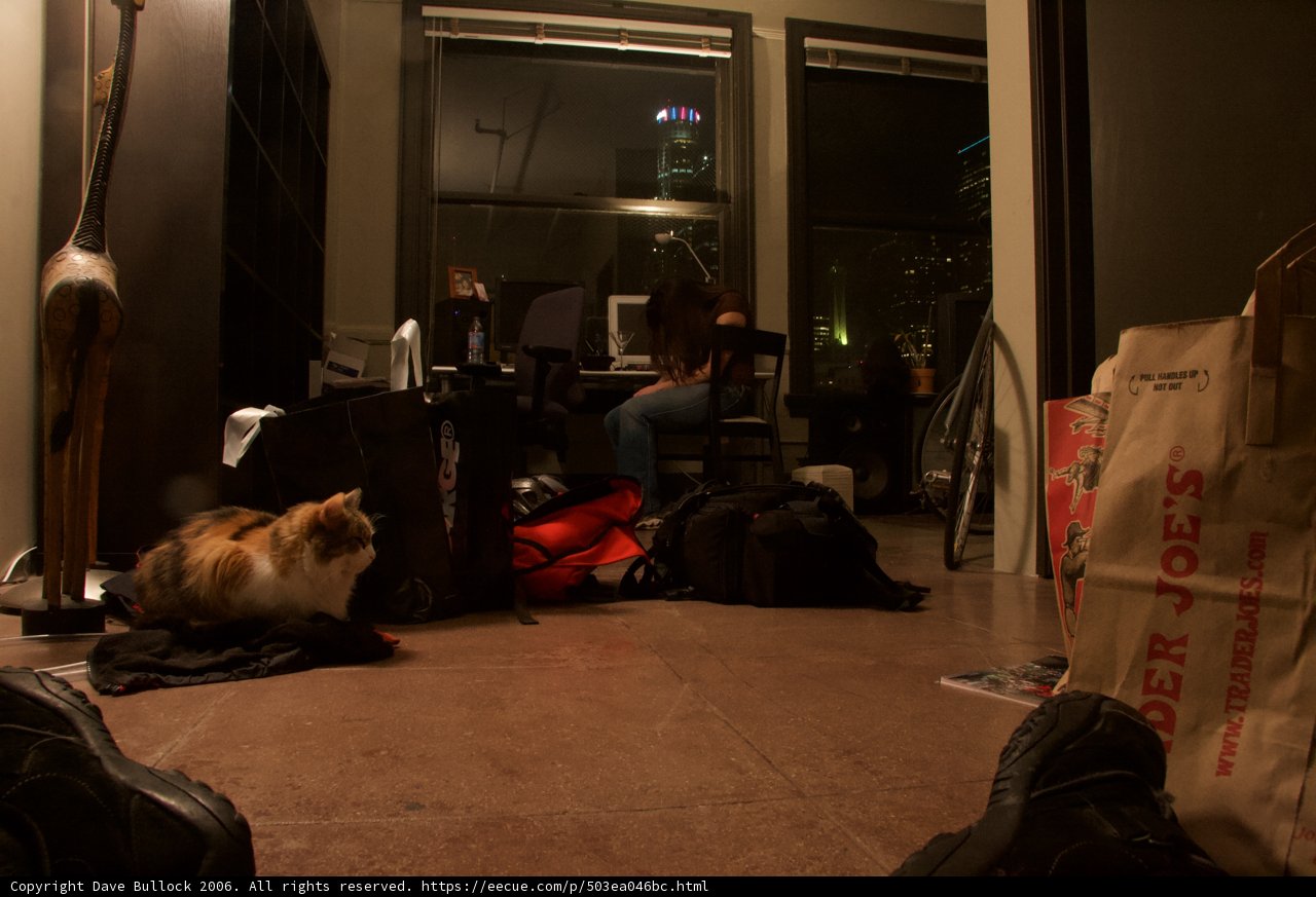 Feline Company