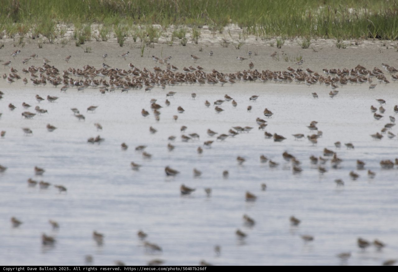 Gathering at the Bay