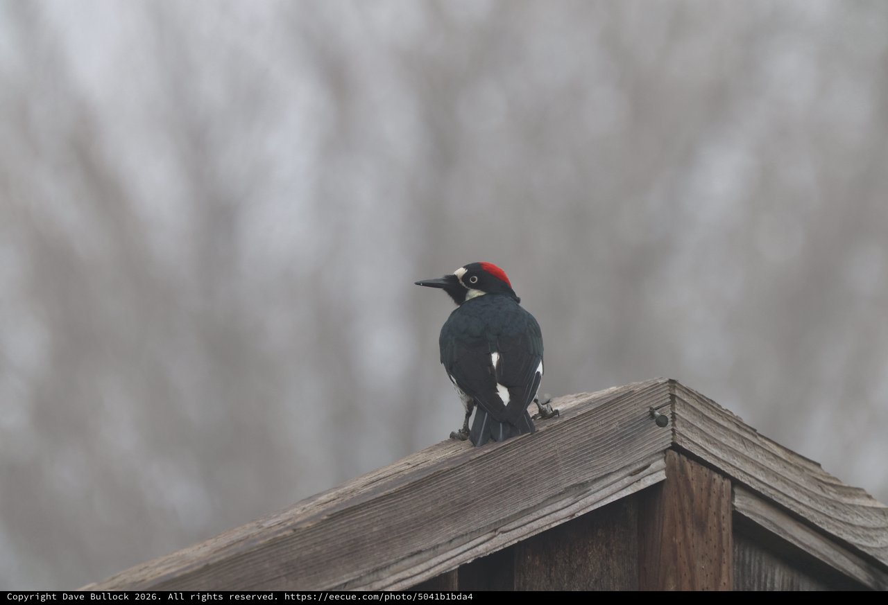 Acorn Woodpecker Perched on Weathered Fence Rail