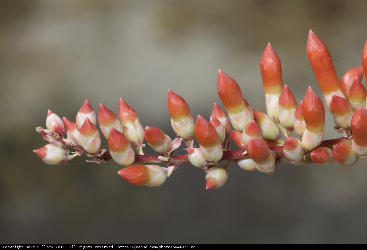 Blossoming Cluster