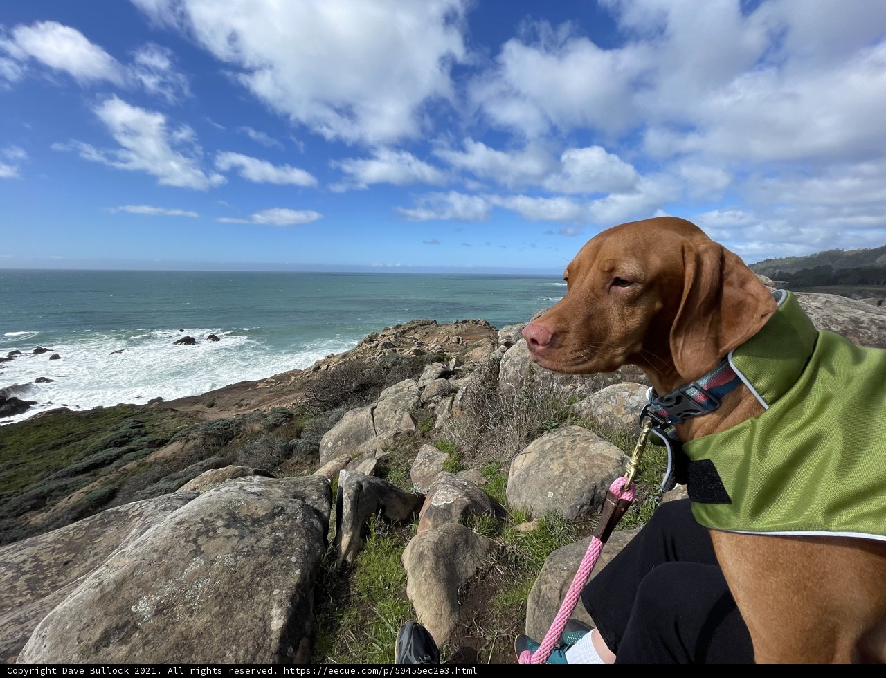 A Canine Portrait on the Coastal Rocks