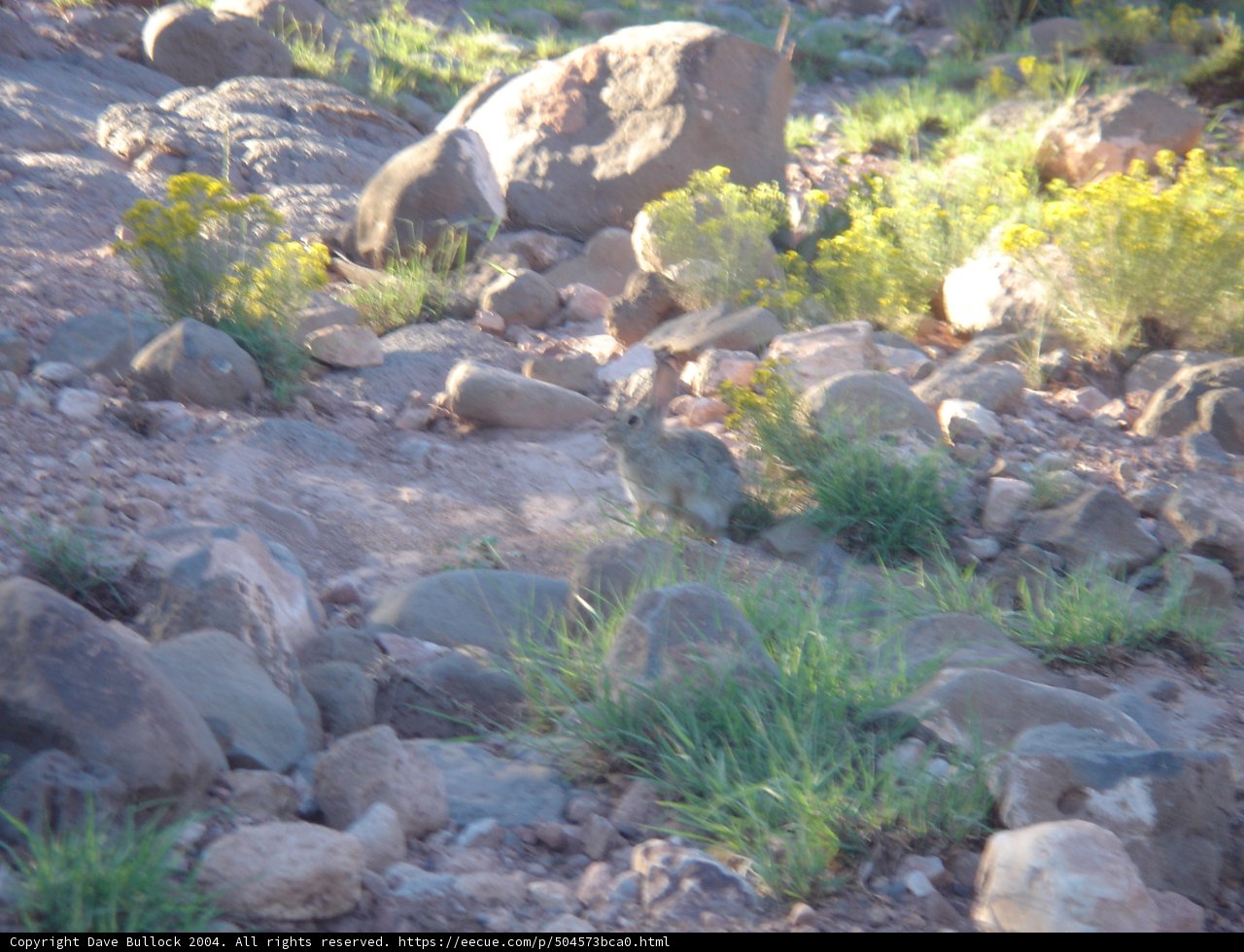 Lonely Squirrel in a Field of Stones